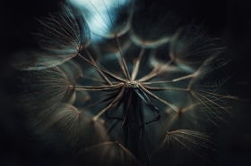 The Weaver of Dreams...