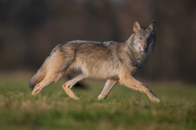 Wilk na wybiegu.