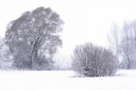 Mi�dzy krzewem a&nbsp;drzewem