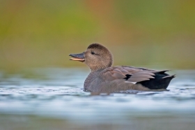 Wesoa kaczuszka 🙂