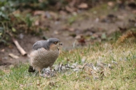 �niadanie krogulca