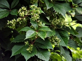 szukamy cienia