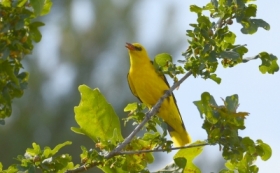 Wilga zwyczajna