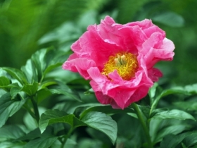 Piwonia chi�ska