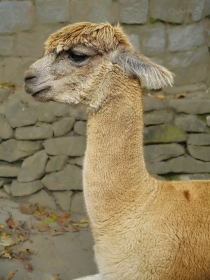 Alpaka (Lama pacos)