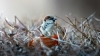 wr�bel