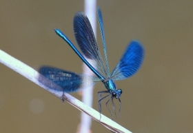 Przyleciaa waka