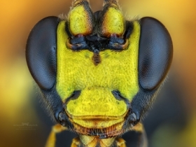 Ichneumonidae.