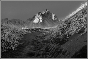 Cie� i&nbsp;wydmowe iglaki