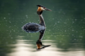 Perkoz
