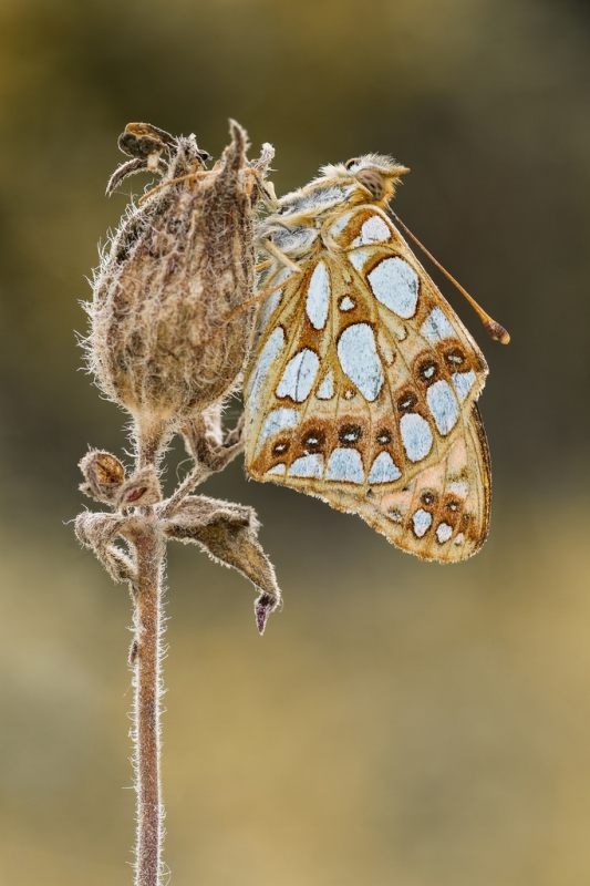 Dostojka latonia