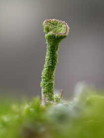 Chrobotek strzpiasty (Cladonia fimbriata).