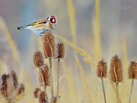 Szczygie� (Carduelis carduelis) / Goldfinch