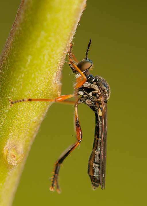 Dasypogoninae, Dioctria hyalipennis