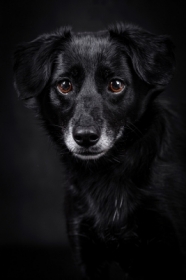 Lady in Black