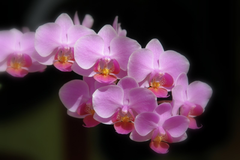 orchidea pachnca...