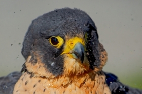 Wdrowny.