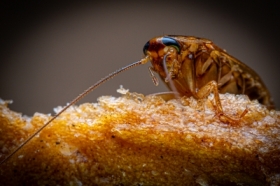German Cockroach / Karaczan Prusak (Blattella germanica)