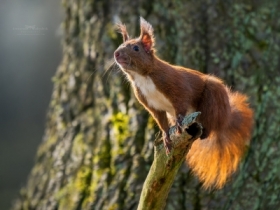 Sciurus vulgaris.