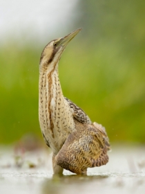 zdjcie miesica
