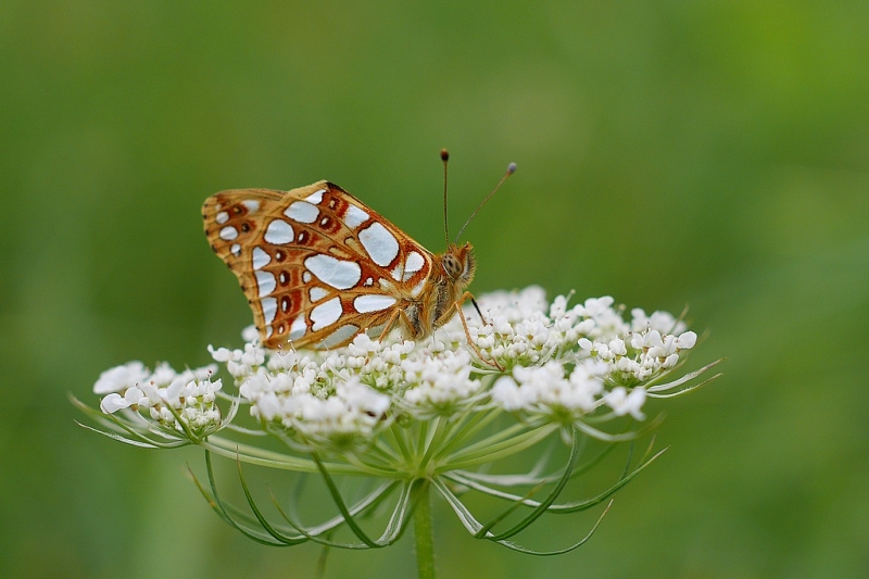 Motyl