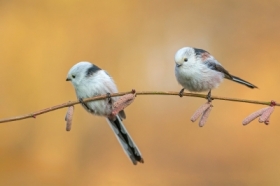 Raniuszki (Aegithalos caudatus)
