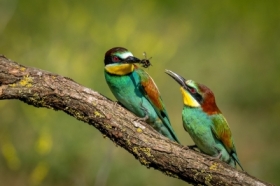 �o�na (Merops apiaster)