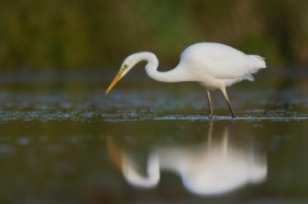 Czapla biaa (Ardea alba)