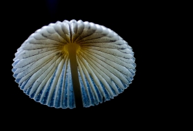 Nocne grzybografowanie