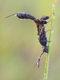 Gasteruption assectator