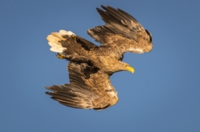 W�adca b��kitu.