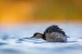 Roztrzepany perkozek 🙂