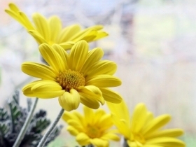 Euryops chrysanthemoides
