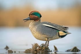 Pan cyraneczka na&nbsp;stanowisku 🙂
