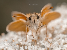 Thymelicus lineola