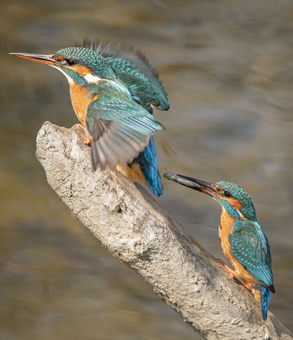 Pan&Pani Kingfisher