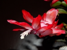 grudzie� na&nbsp;parapecie