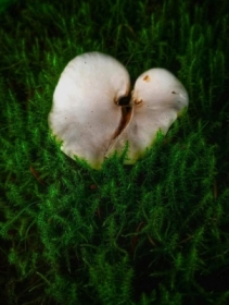 Listen to the forest heart