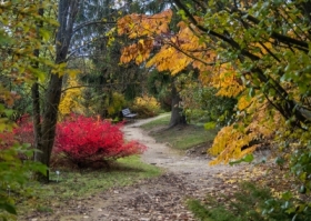 Jesie idzie przez park