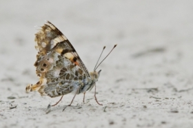 Motyl