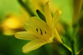 Liliowiec 4