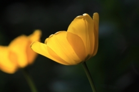 ��te tulipany