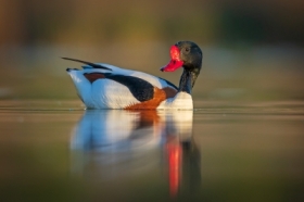 Ohar (Tadorna tadorna)