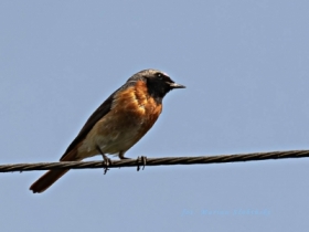 Ptak pleszka zwyczajna
