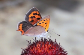 zdjcie miesica