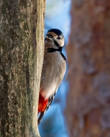 ramka