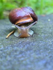 �limoniek