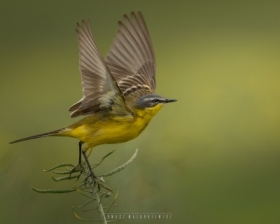 Motacilla flava