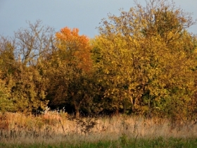 jesie w starym sadzie