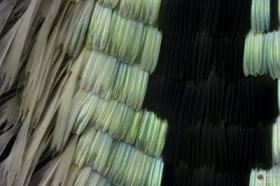 Skrzydo motyla w powikszeniu 20x - Urania Ripheus